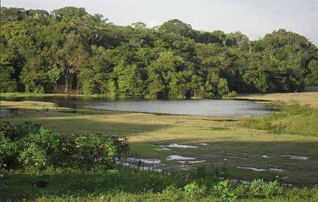 borba-amazonas