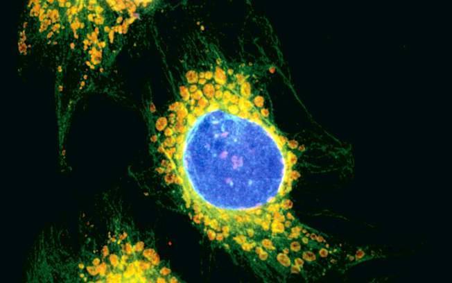  fluorescente hela