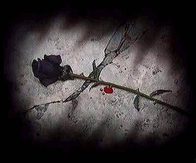 rosa_negra