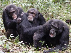 homossexualidade_animal_bichos3