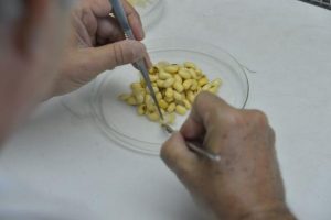 Trangenicos