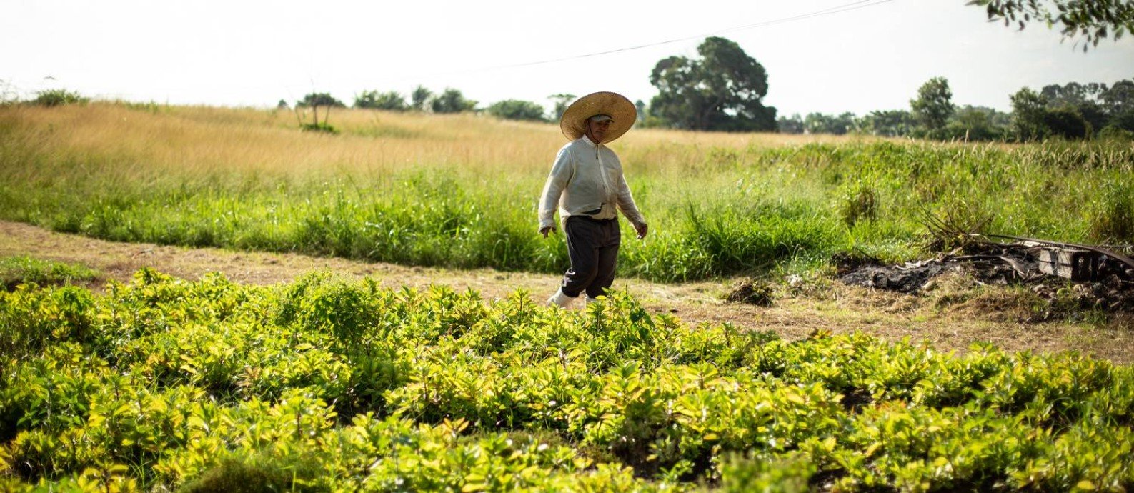 Imagem de um agricultor no campo